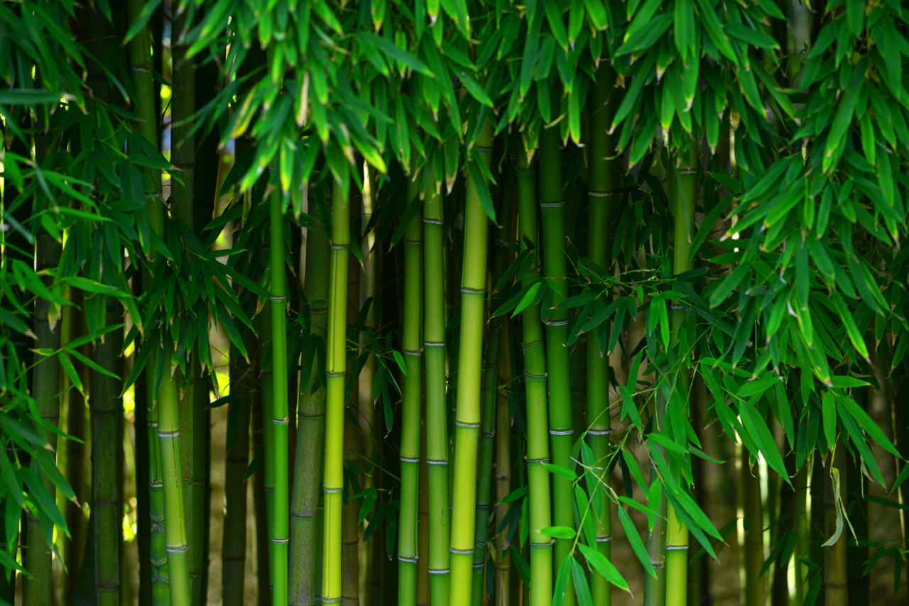 Es gibt viele tolle Sorten von Bambus