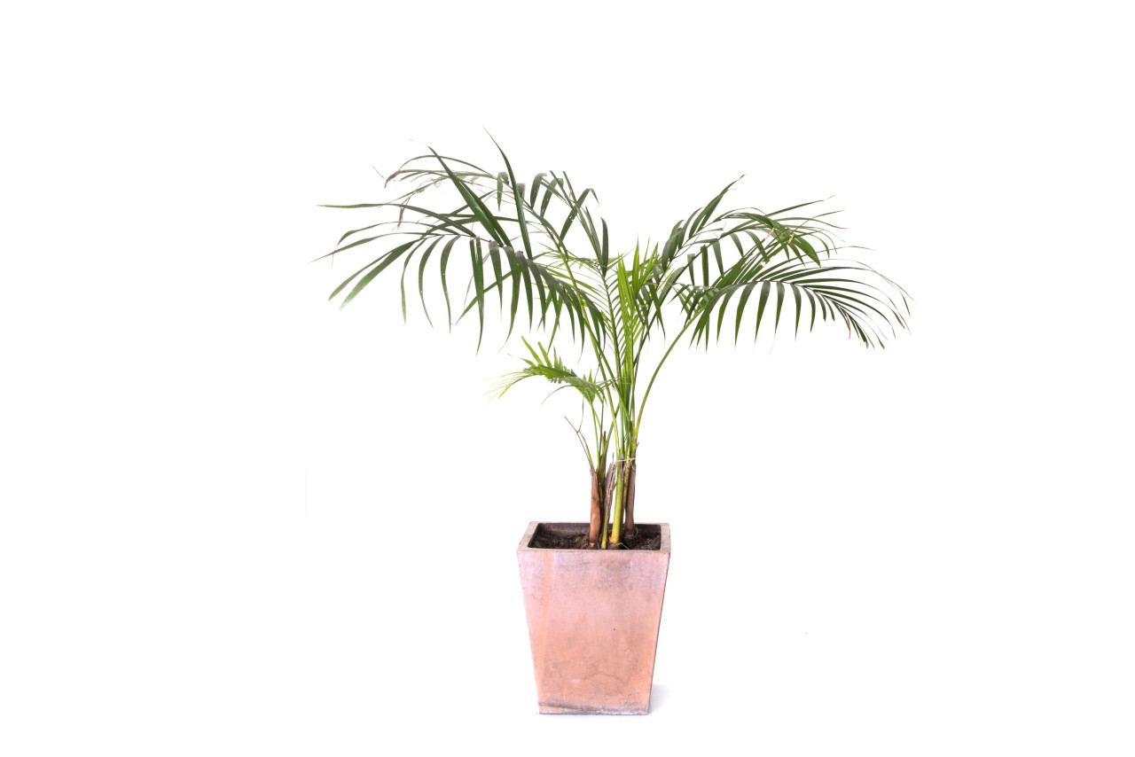 Areca-Palmen können sehr groß werden