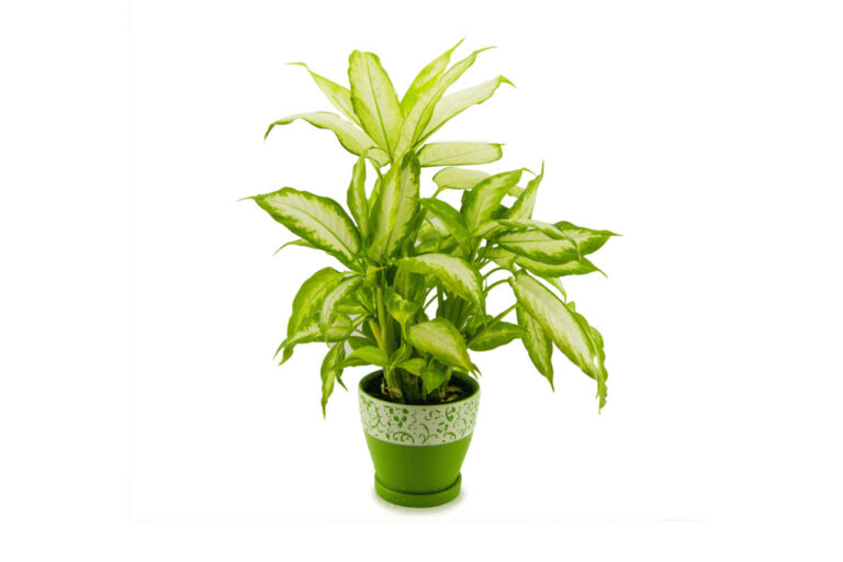 dieffenbachia in dining room