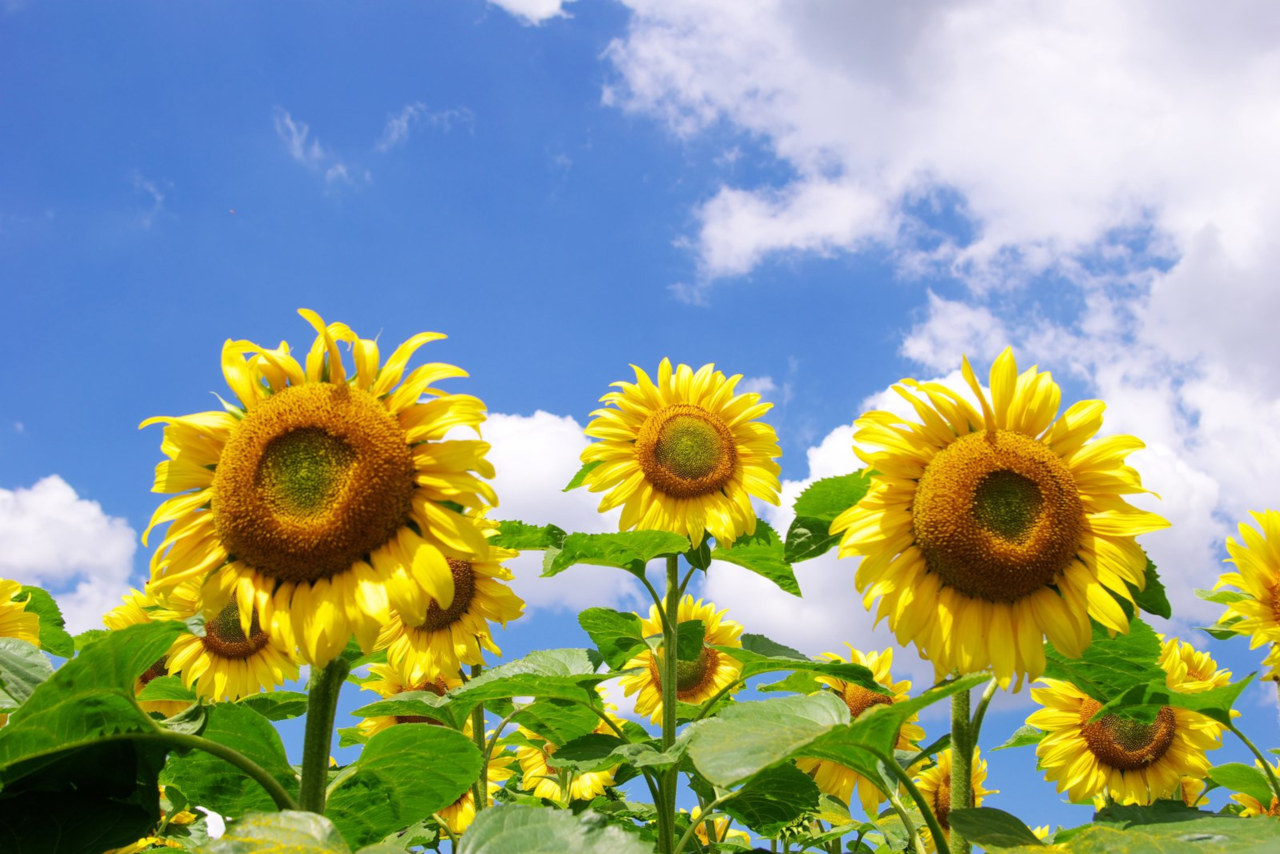 Sonnenblumen wachsen 5-6 cm pro Woche