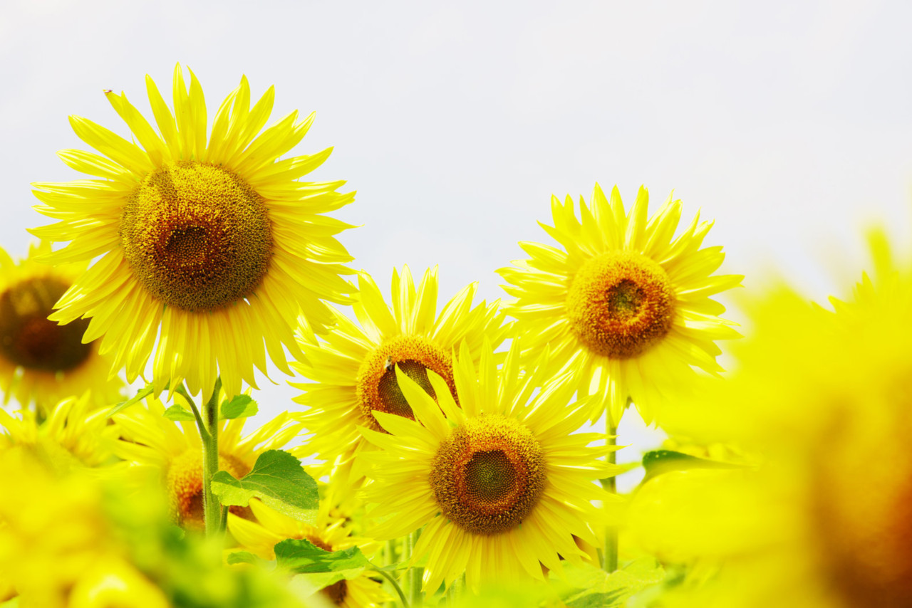 Sonnenblumen sind relativ widerstandsfähig