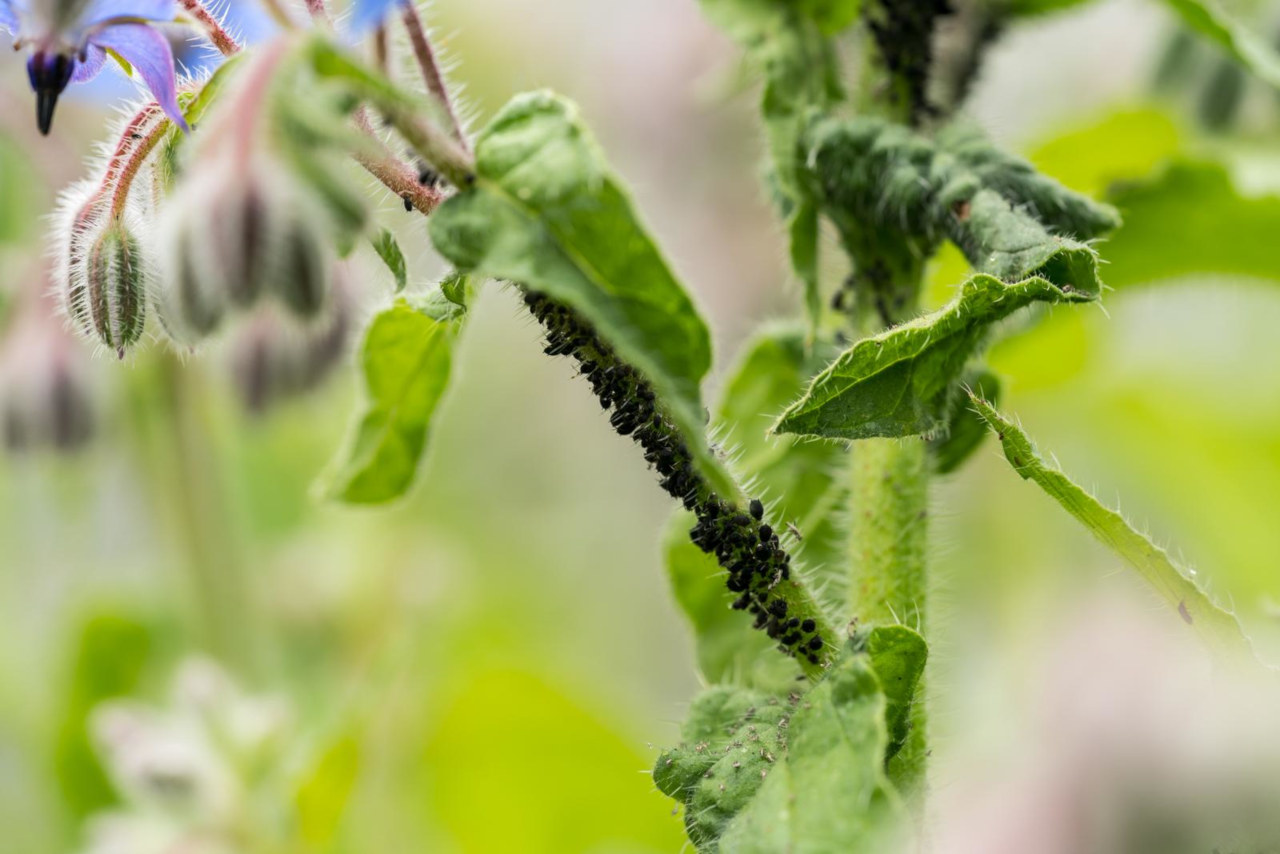 Schwarze Blattläuse können Ihre Pflanzen schädigen